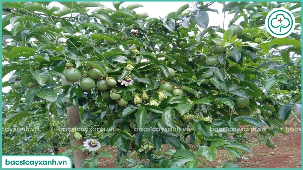 Tác dụng của canxi bo với cây trồng